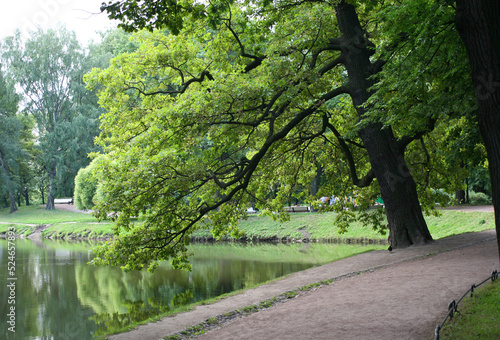 The huge tree in the park leaned over the pond
