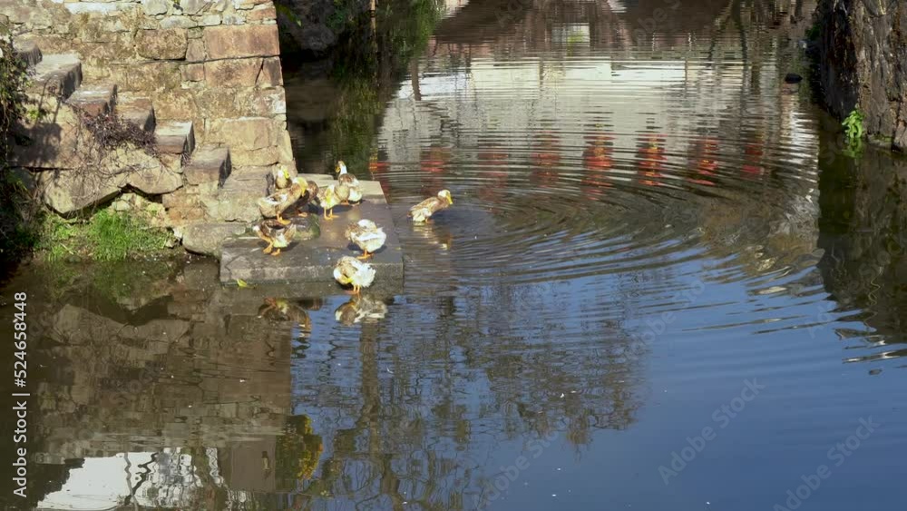 Ducks swimming in the pond and plumfeathers Ducks swimming in the pond and plumfeathers