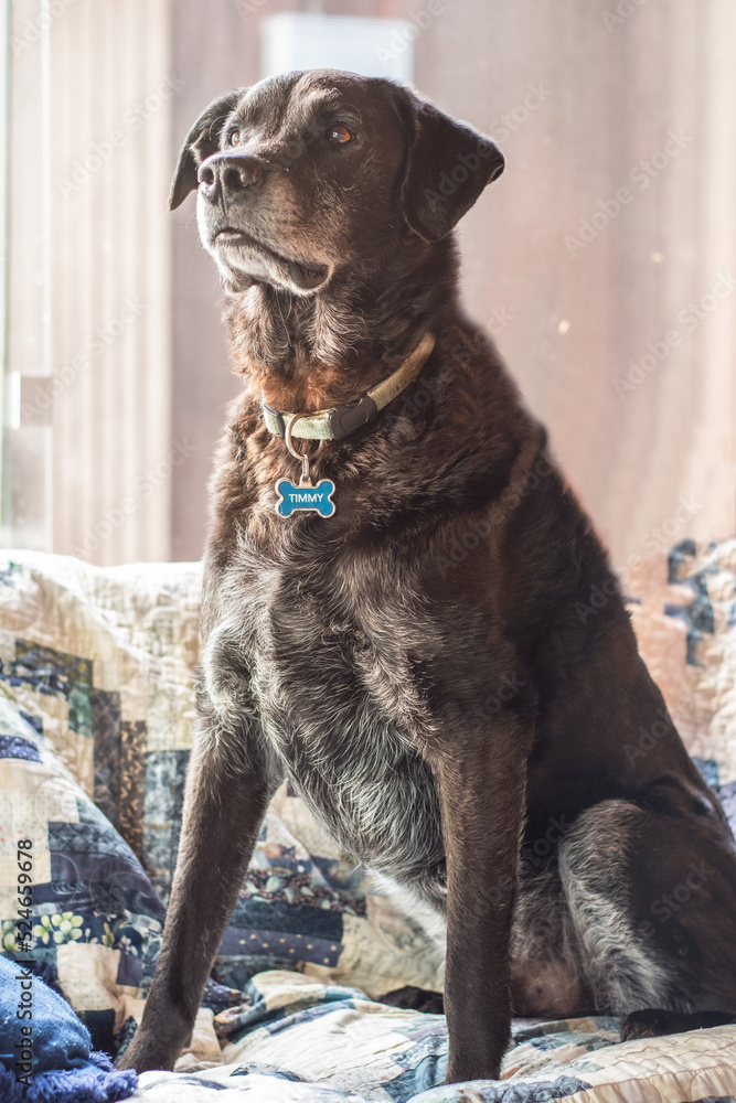 Obraz premium portrait of a labrador retriever dog