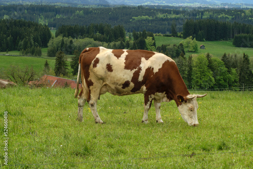 Kühe im Allgäu