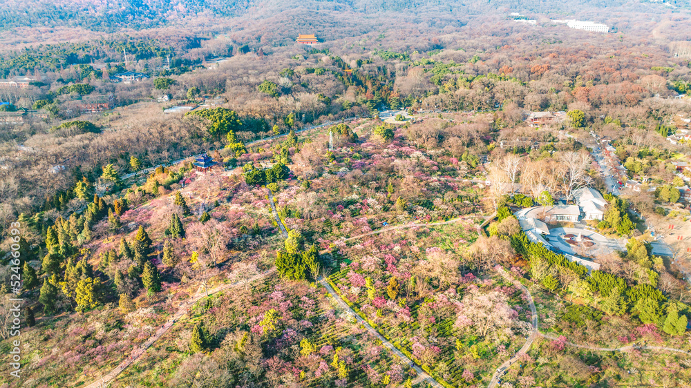Aerial photography of Meihua Mountain in the Ming Xiaoling Mausoleum Scenic Spot in Nanjing, Jiangsu Province, China in spring