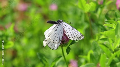 Large white butterflies on a flower. High-quality frames in Full HD format.