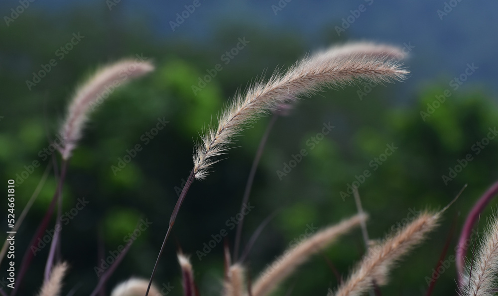 The grass is in a beautiful natural garden. The grass is in a beautiful natural garden.