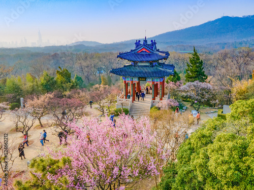 Aerial photography of Meihua Mountain in the Ming Xiaoling Mausoleum Scenic Spot in Nanjing, Jiangsu Province, China in spring