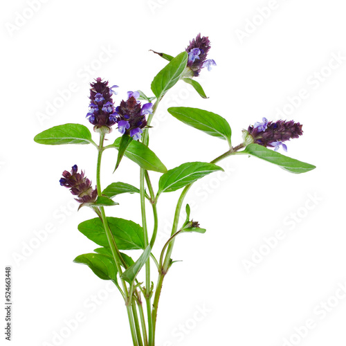 Bouquet of common self-heal, carpenter's herb, blue curls (Prunella vulgaris) plant isolated on a white background.