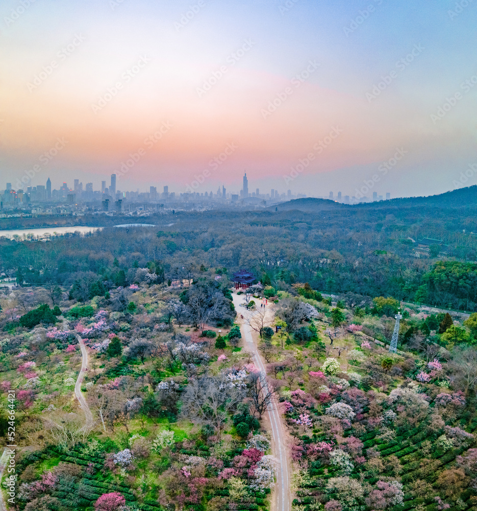Aerial photography of Meihua Mountain in the Ming Xiaoling Mausoleum Scenic Spot in Nanjing, Jiangsu Province, China in spring