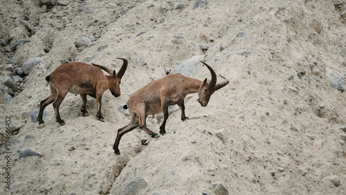 Mountain goat with lowered head moves to a new place of pasture © Кирилл Чернорубашкин
