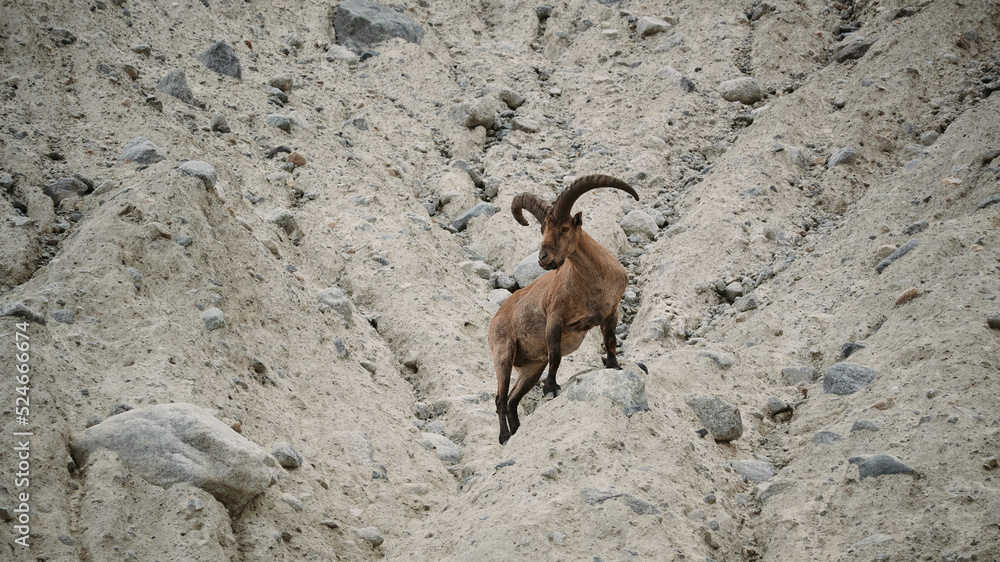 Mountain goat leader in Russia