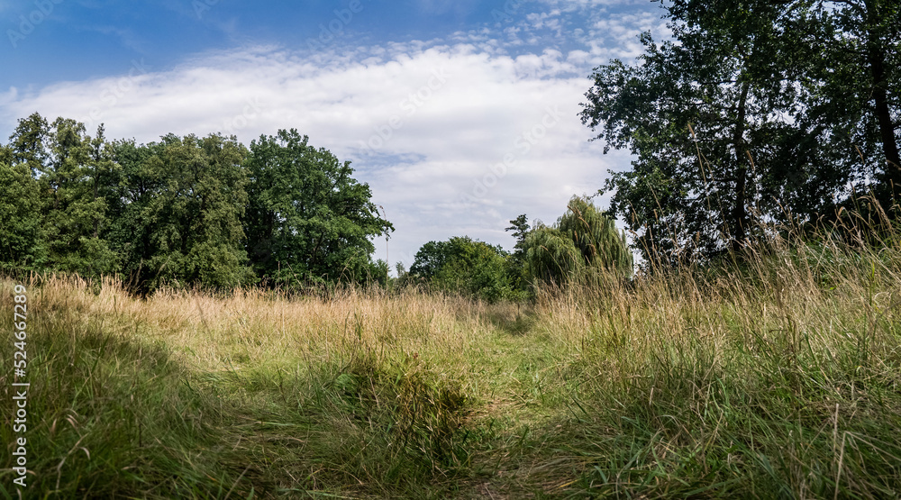 Panorama pola w obszarze wiejskim w porze letniej, trawy porastające wydeptaną ścieżkę, lekko pochmurna pogoda a w oddali drzewa Panorama pola w obszarze wiejskim w porze letniej, trawy porastające wydeptaną ścieżkę, lekko pochmurna pogoda a w oddali drzewa