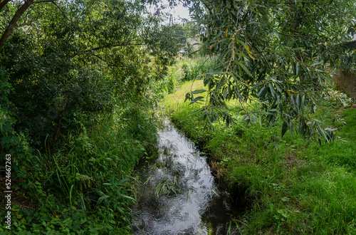 Fototapeta Naklejka Na Ścianę i Meble -  strumyk płynący w obszarach leśnych, w tle zarośla w porze letniej