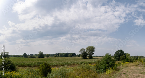 Panorama pola w obszarze wiejskim w porze letniej, lekko pochmurna pogoda a w oddali drzewa