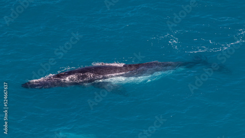 A Humpback whale resting at the surface with an illegal drone which is too close and  almost landing on the back the whale.