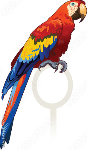 The illustration of Red parrot macaw