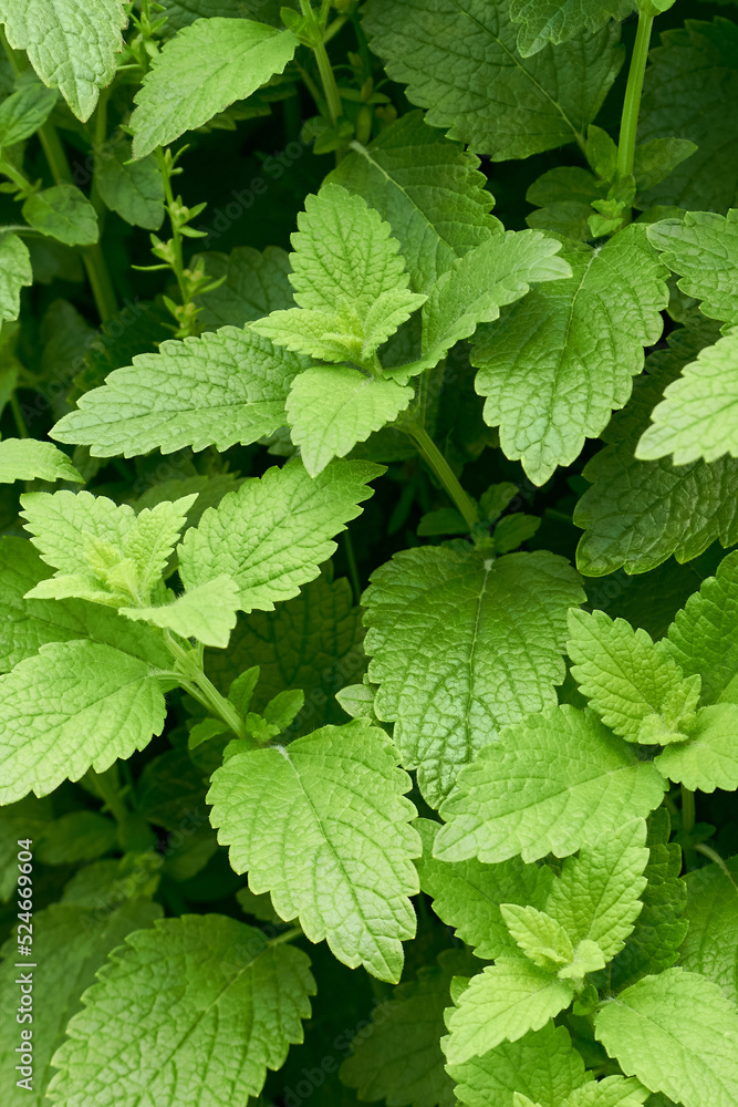 Fresh green shoots of lemon balm or Melissa officinalis in the summer garden. Plant natural background. Fresh green shoots of lemon balm or Melissa officinalis in the summer garden. Plant natural background.