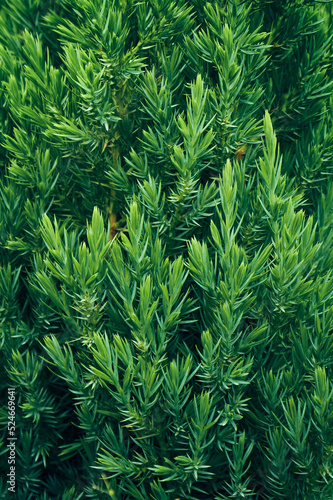 Young green shoots of juniper branches in dark green tones. Plant background.