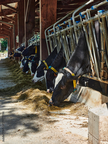 Fagueda vacas