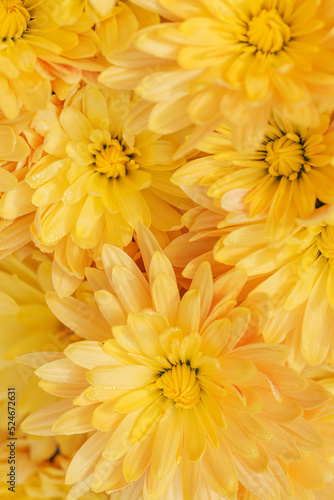 Yellow chrysanthemum flowers with dew drops close up as a beautiful nature background. Fall  autumn and thanksgiving day concept. Selective focus