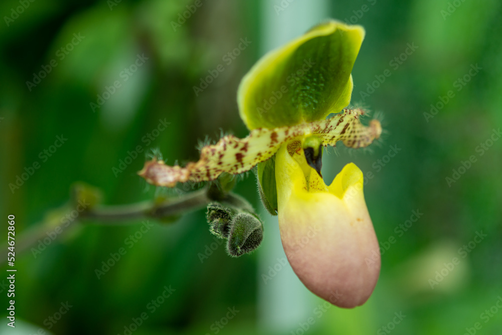 orchid on green orchid on green