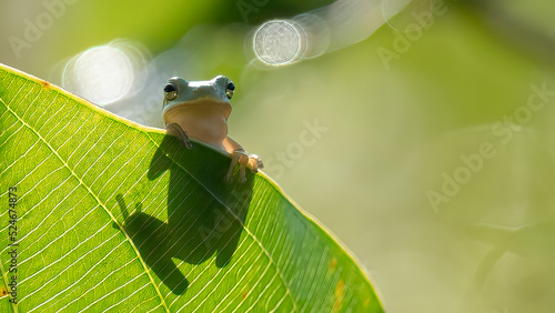 Small Cute Green Tree Frog on a Banana Leaf photo