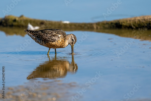 Canvas Print Short billed dowitcher shorebird walks along a muddy waterside