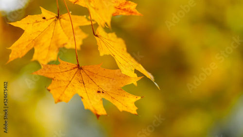Yellow leaves on the branch with bokeh effect. Autumn background with yellow maple leaves