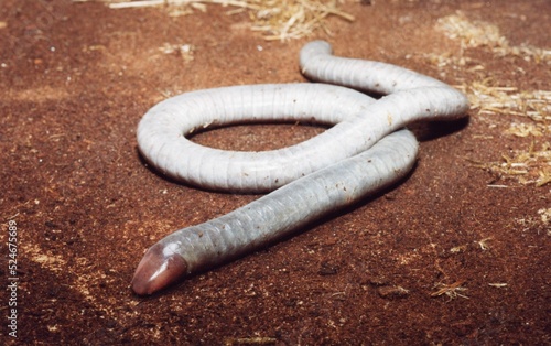 Closeup of a long grey worm