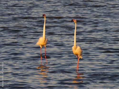 Pink flamingos at sunset in Hyeres, France © Frozigraphie