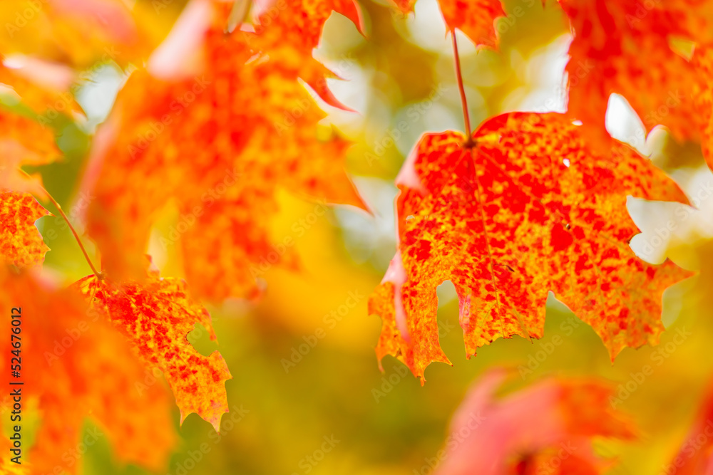 Red orange maple leaves. Autumn background with bright colorful leaves. Copy space Red orange maple leaves. Autumn background with bright colorful leaves. Copy space