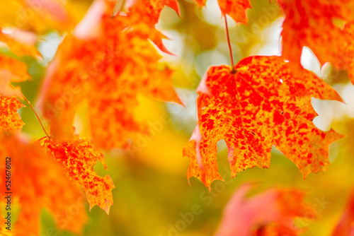Red orange maple leaves. Autumn background with bright colorful leaves. Copy space