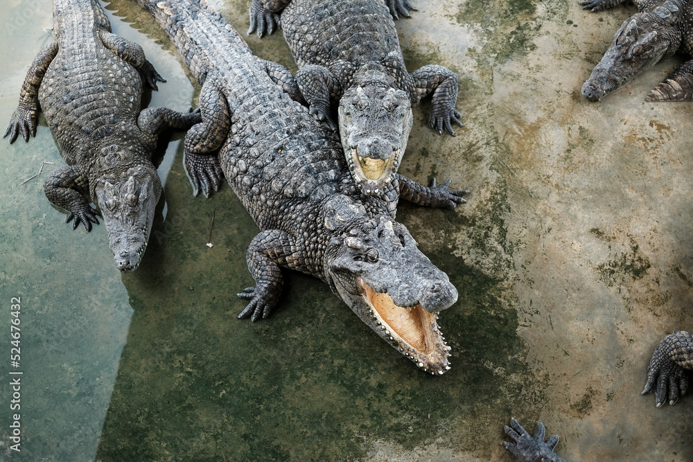 Obraz premium The alligator in the Everglades