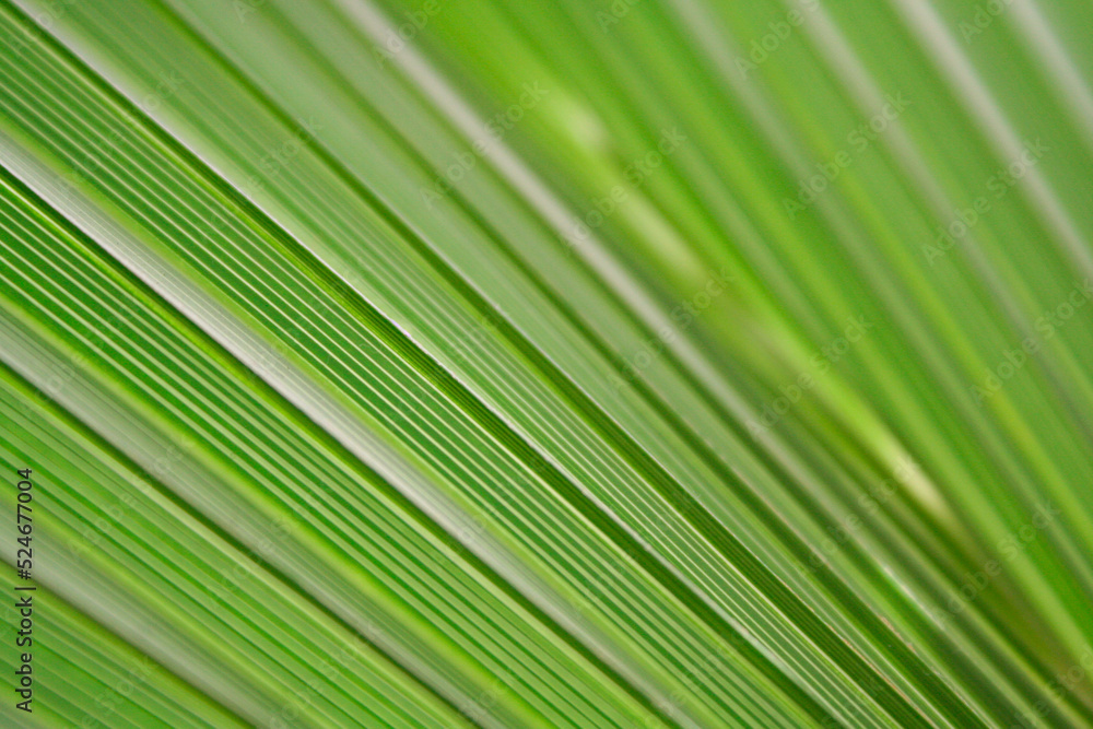 Palme Palme