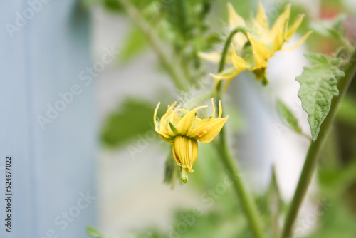 Tomatenblüten