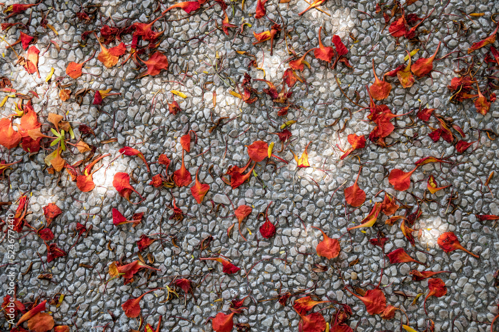 Background with fallen red petals bougainvillea on a pavement Background with fallen red petals bougainvillea on a pavement