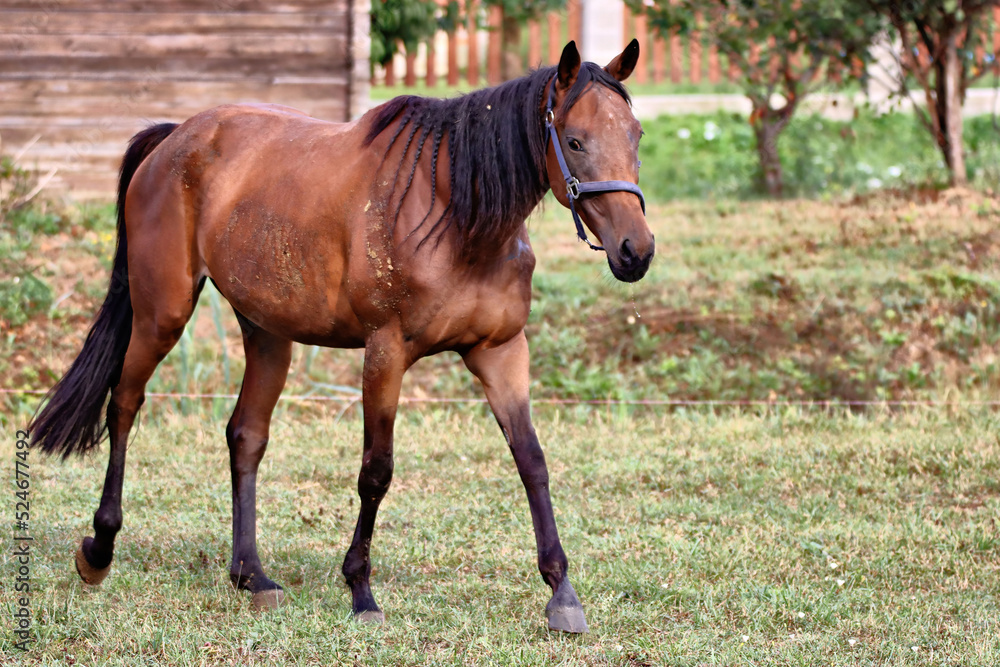 Fototapeta premium Horse