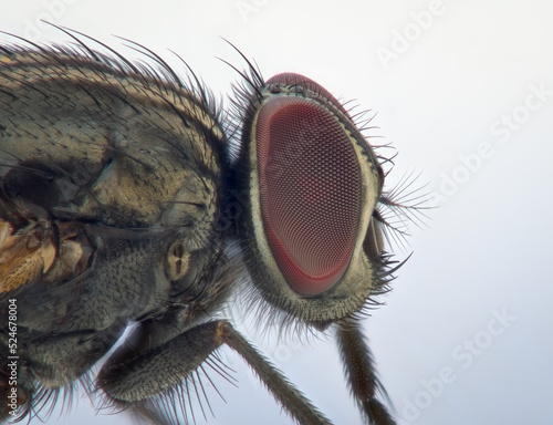 Close up eye of dead house fly from side view