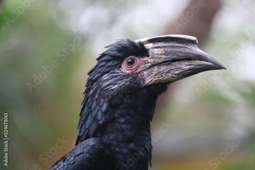 Trumpeter hornbill