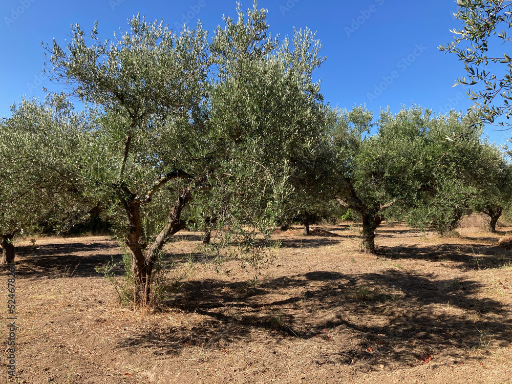 Olive grove on Zakynthos island in Greece
