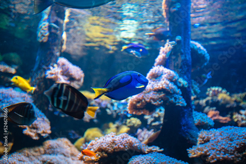 Fototapeta Naklejka Na Ścianę i Meble -  Clownfish and Blue Tang in aquarium