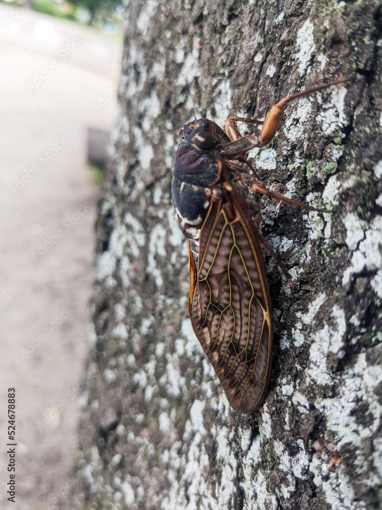 夏の公園の木に止まるアブラゼミ　7