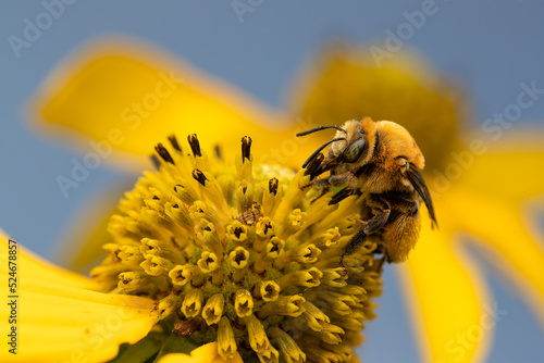 Melissodes Bee Foraging on Rudbeckia laciniata