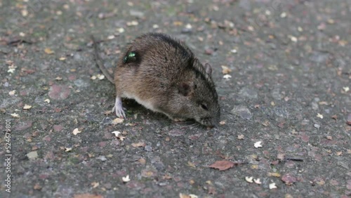 Northern birch mouse and blow fly photo