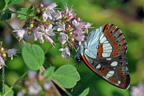 Limenitis reducta photo