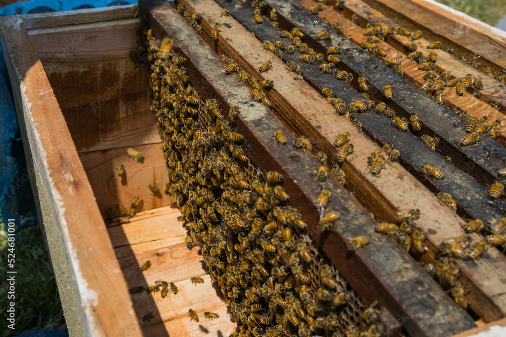 bees inside beehive box frames in an apiary for honey and wax farming bees inside beehive box frames in an apiary for honey and wax farming