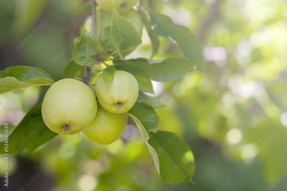 Green apples on a branch ready to be picked Green apples on a branch ready to be picked