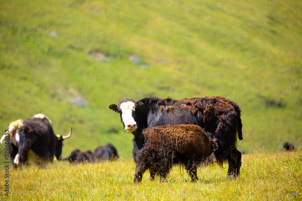 A herd of yaks graze in the mountains. Himalayan big yak in a beautiful landscape. Hairy cow cattle wild animal in nature in Tibet. Sunny summer day in the wild. Farm animal in Nepal and Tibet. A herd of yaks graze in the mountains. Himalayan big yak in a beautiful landscape. Hairy cow cattle wild animal in nature in Tibet. Sunny summer day in the wild. Farm animal in Nepal and Tibet.