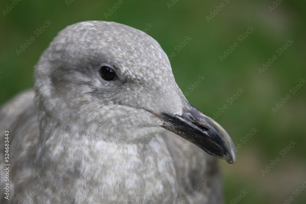 Westmöwe / Western gull / Larus occidentalis. Westmöwe / Western gull / Larus occidentalis.