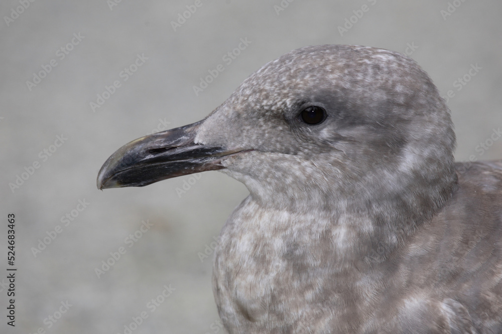 Westmöwe / Western gull / Larus occidentalis. Westmöwe / Western gull / Larus occidentalis.