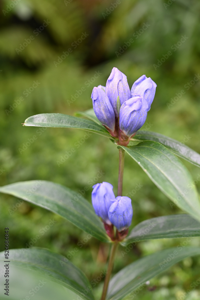 エゾオヤマリンドウ（2022年8月 北海道 旭岳）　Gentiana triflora var. japonica f. montan