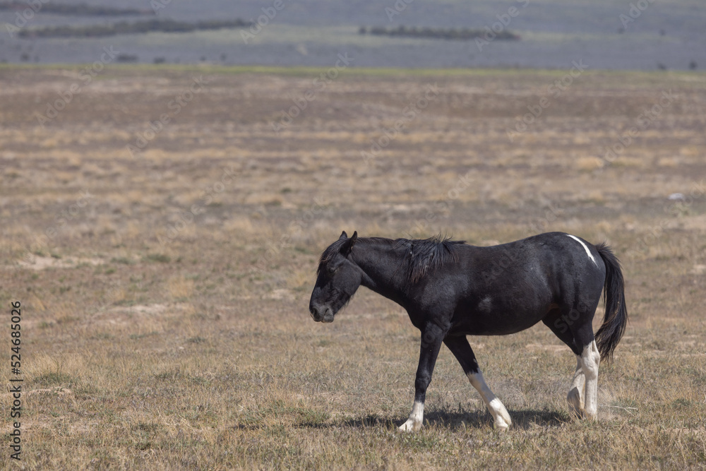 Fototapeta premium Wild Horse in Spring in teh Utah Desert