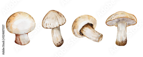 Mushroom watercolor collection vector isolated on white background